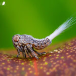 Sarnus sp. Créditos: Vicente Valdés Guzmán