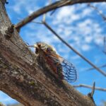 Tettigades chilensis. Créditos: Osmair /INaturalist
