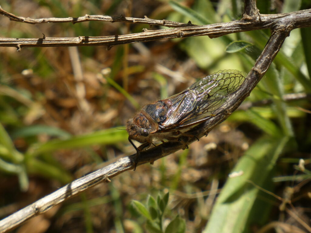 Tettigades chilensis. Créditos: Leonardo Mondaca