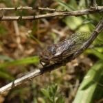 Tettigades chilensis. Créditos: Leonardo Mondaca