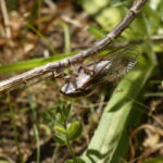 Tettigades chilensis. Créditos: Leonardo Mondaca
