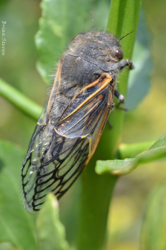 Tettigades chilensis. Brian Steven/INaturalist