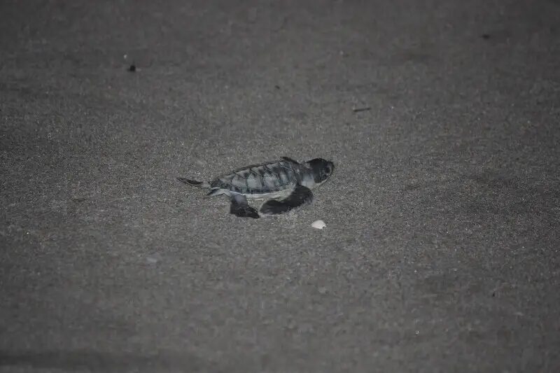 Tortuga con pocos días de vida