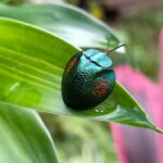 Agenysa caedemadens. Créditos: Guillaume Delaitre.