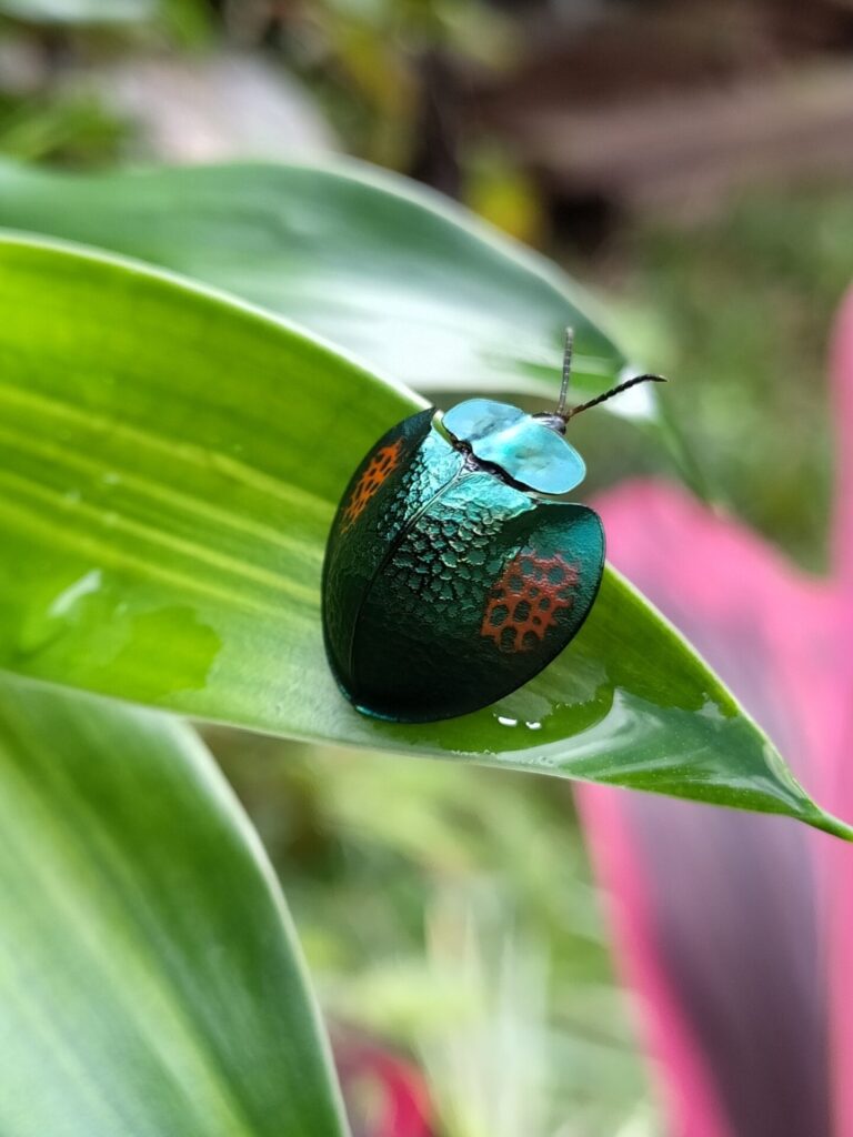 Agenysa caedemadens. Créditos: Guillaume Delaitre.