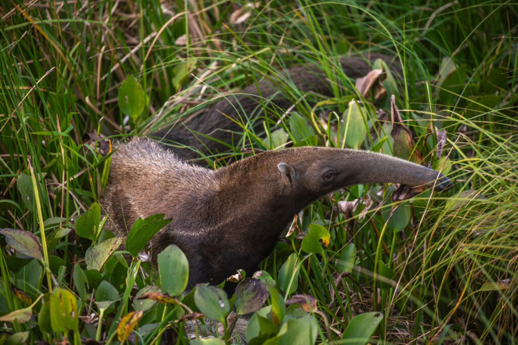 El oso hormiguero gigante está buscando nuevas formas de adaptarse a lo que va quedando de sus habitats.