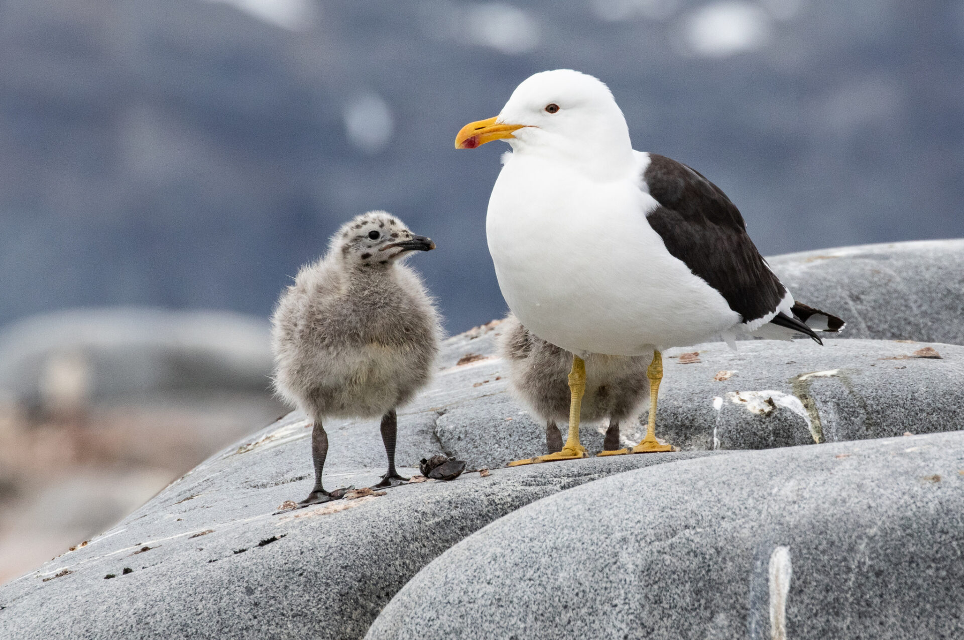 OPINIÓN | Maltrato a la fauna nativa: Entre la ignorancia y la ausencia de compasión