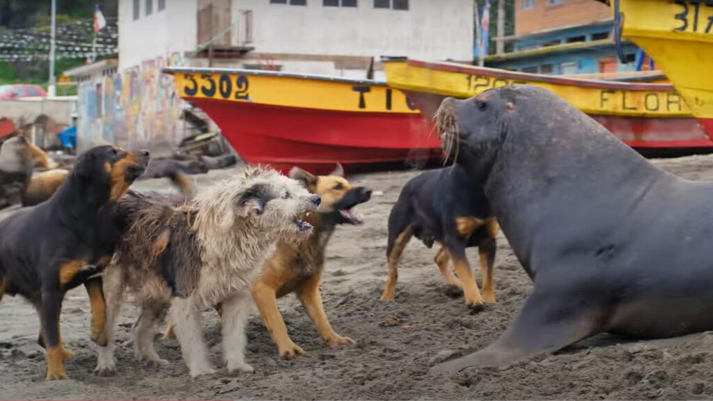 Lobo marino común (Otaria flavescens) vs perros. Créditos: BBC