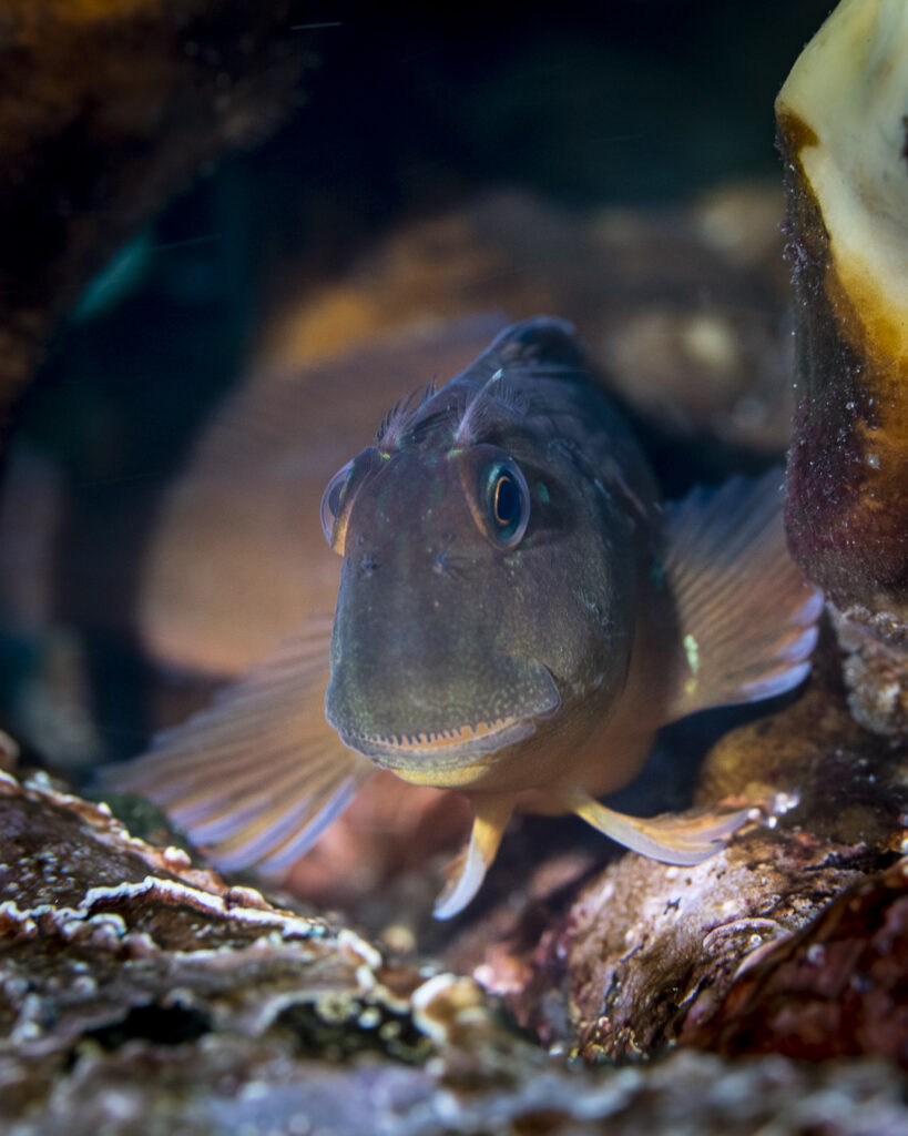 Borrachilla en refugio marino de Zapallar. Crédito Fernando Cornejo