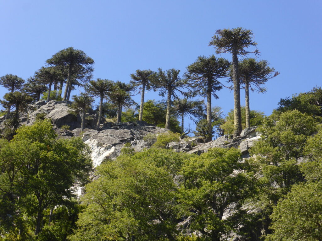 Bosque de araucarias en el sur de Chile.