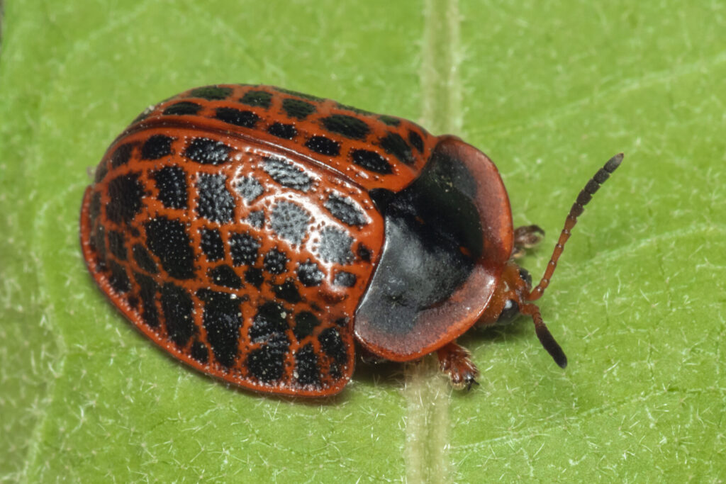 Botanochara macularia. Créditos: Gustavo Masuzzo.