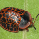 Botanochara macularia. Créditos: Gustavo Masuzzo.