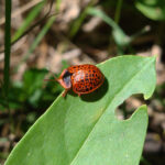 Botanochara macularia. Créditos: Nicolás Olejnik.