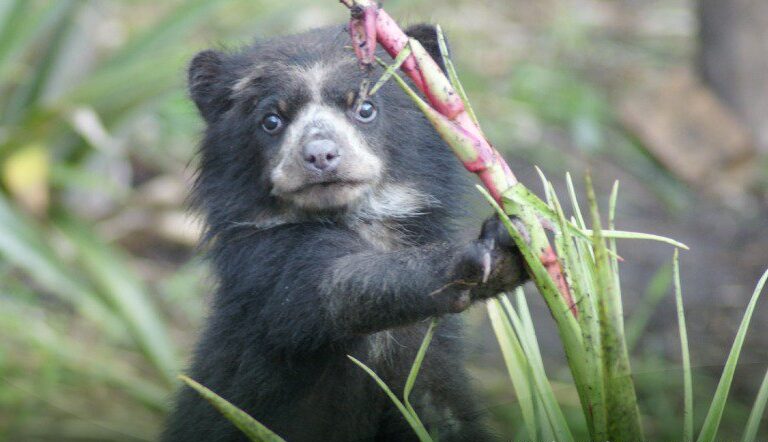 Cachorro de oso de anteojos, otra de las especies que buscan resguardar en la nueva área protegida. Foto: Ministerio de Ambiente de Ecuador