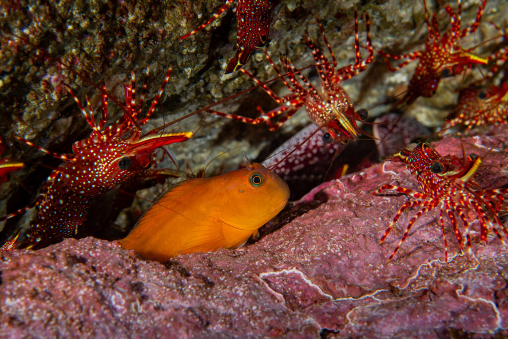 Camarones de roca y borrachilla en el refugio marino de Cachagua. Crédito José Tomás Yakasovic.