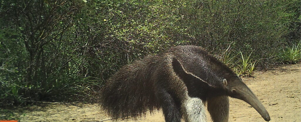 El oso hormiguero gigante camina entre el ganado para buscar alimento.