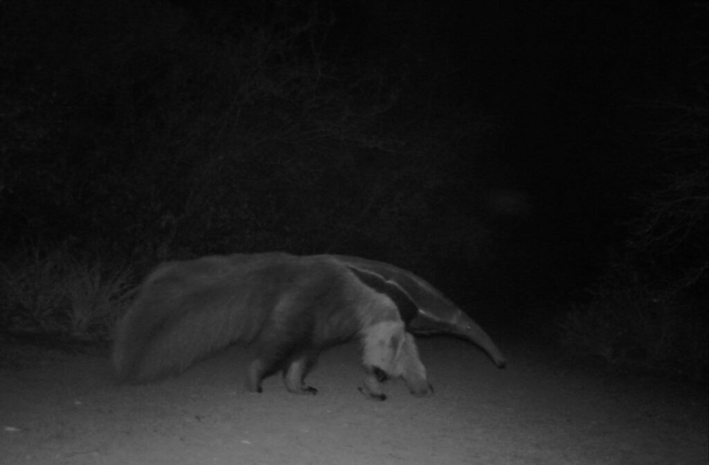 Oso Hormiguero buscando comida