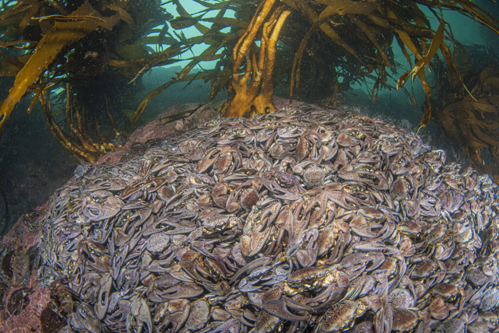 Cangrejos de porcelana o tijereta entre los bosques de algas de refugio marino de Ventanas. Crédito Mauricio Altamirano.