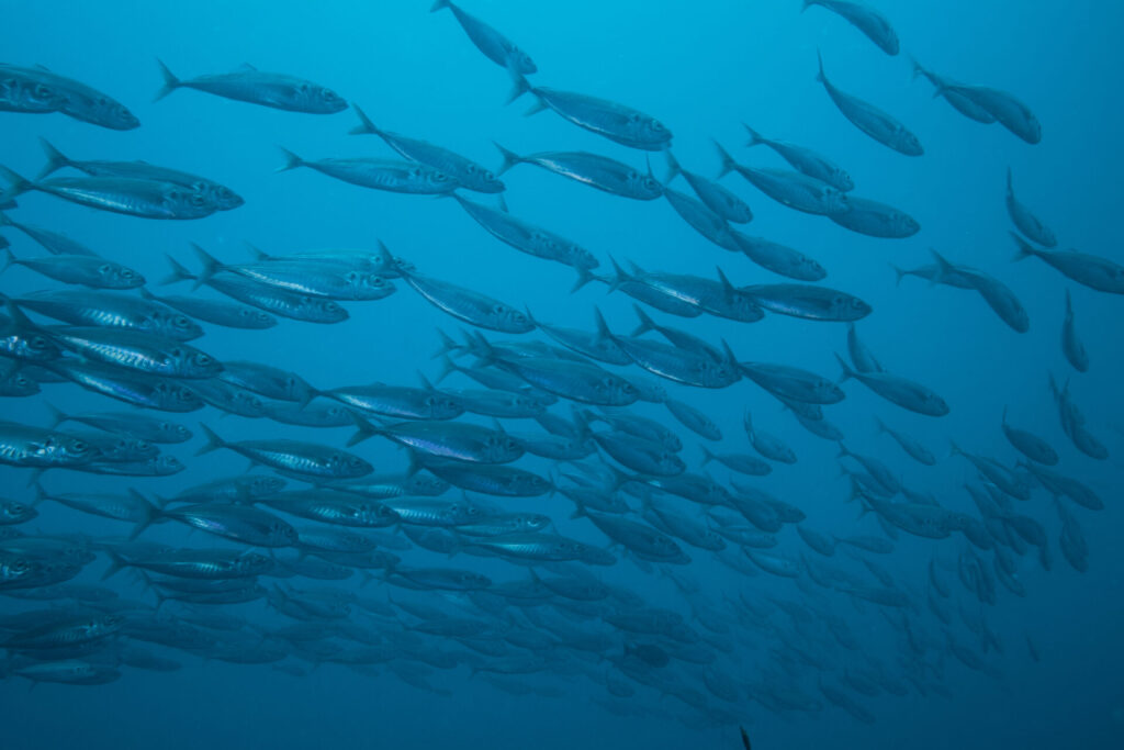Cardumen de jureles. Crédito Sebastián Durán.