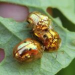 Charidotella sexpunctata. Créditos: A. Rector.