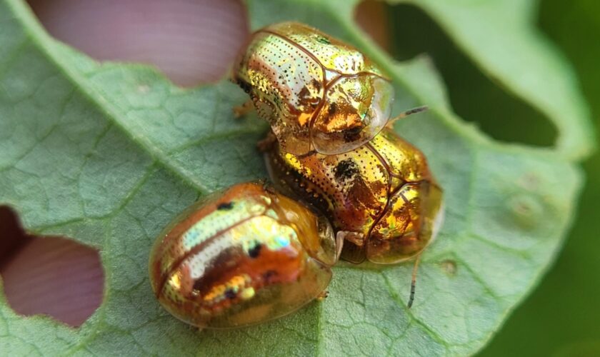 Joyas vivientes entre las hojas: Descubriendo a los escarabajos tortuga de Latinoamérica