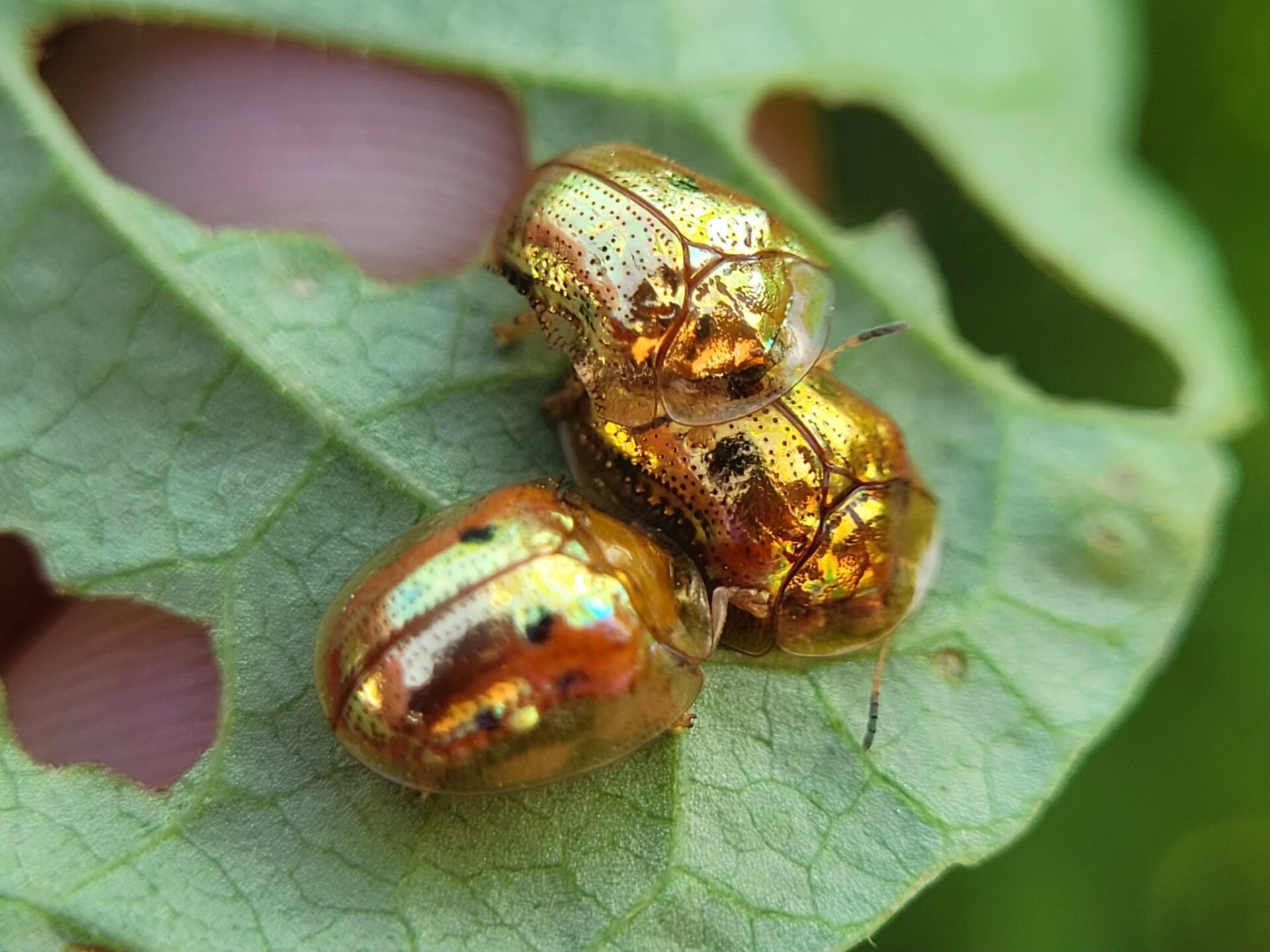 Joyas vivientes entre las hojas: Descubriendo a los escarabajos tortuga de Latinoamérica