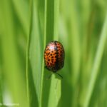 Chelymorpha varians. Créditos: Frederico Ricardo Huenuanca.