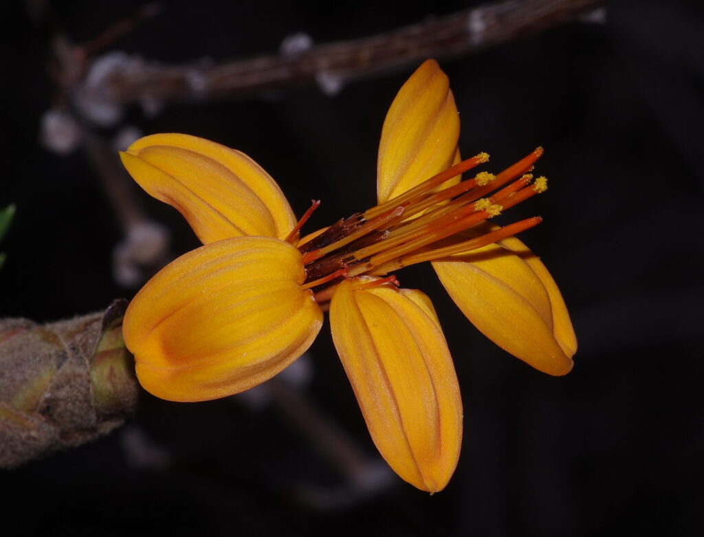Mutisia acuminata, Clavel de campo. © charif_tala
