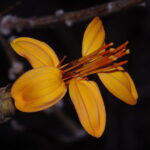 Mutisia acuminata, Clavel de campo. © charif_tala