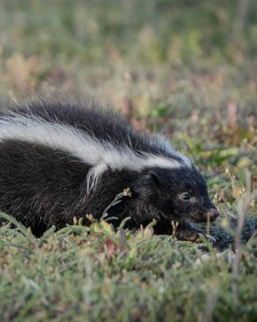 chingue (Conepatus chinga). Créditos: ©Nicolás Vigil @nicolasvigil1