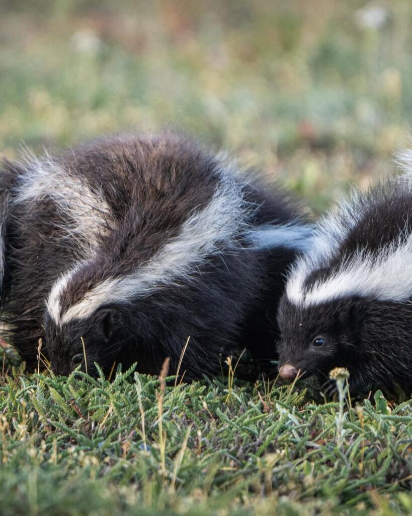 chingue (Conepatus chinga). Créditos: ©Nicolás Vigil @nicolasvigil1