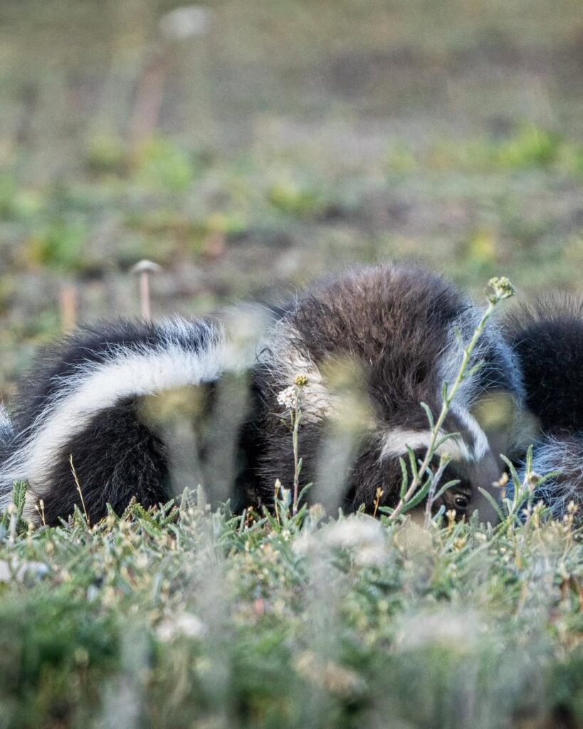 chingue (Conepatus chinga). Créditos: ©Nicolás Vigil @nicolasvigil1