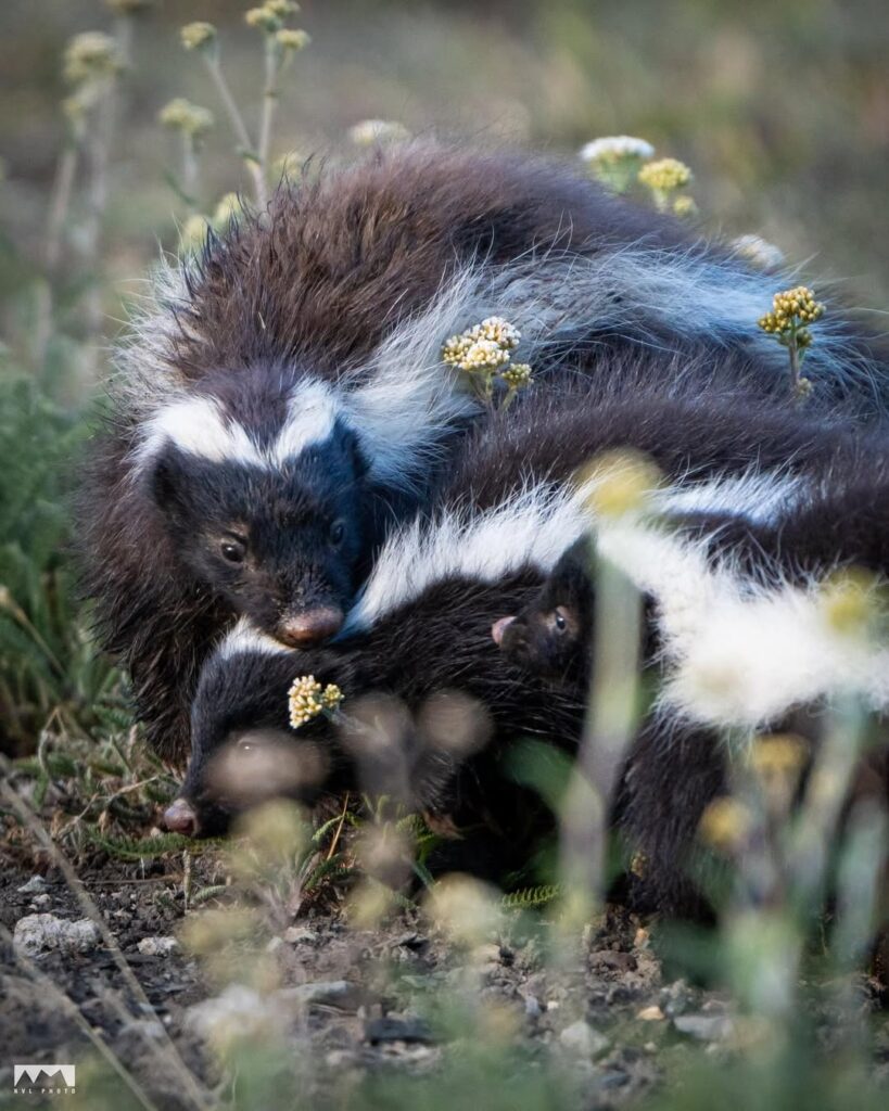 chingue (Conepatus chinga). Créditos: ©Nicolás Vigil @nicolasvigil1