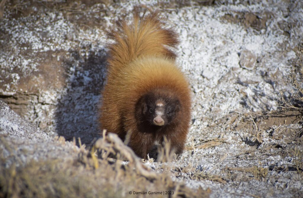 chingue (Conepatus chinga). Créditos: ©Damián Ganime