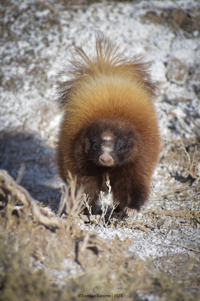 chingue (Conepatus chinga). Créditos: ©Damián Ganime