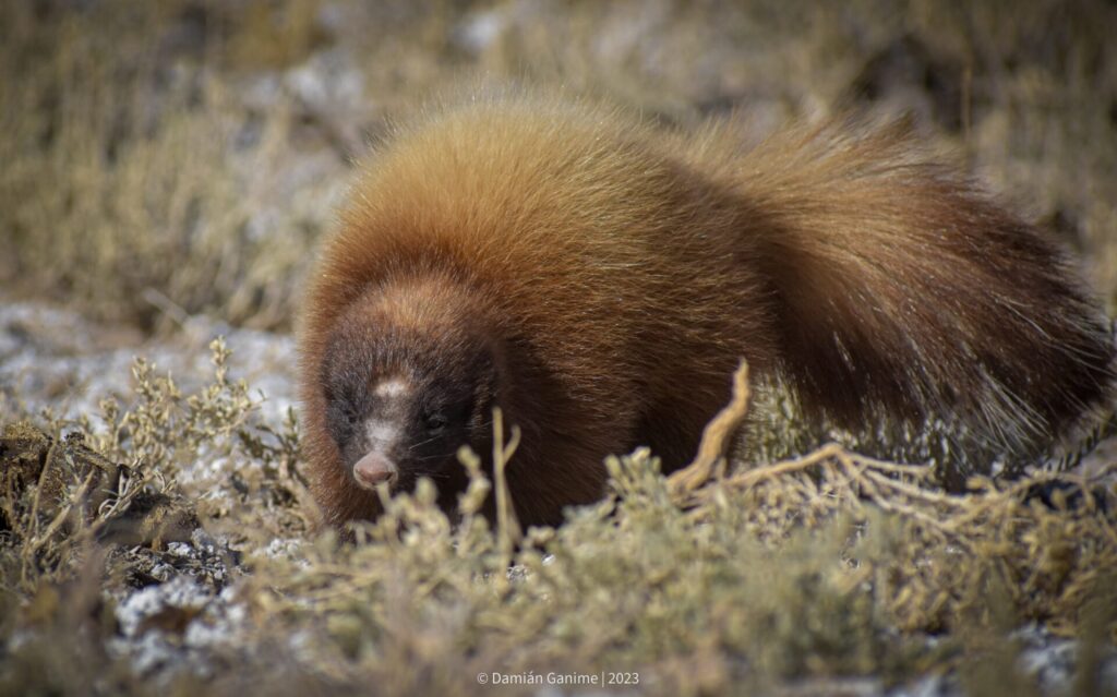 chingue (Conepatus chinga). Créditos: ©Damián Ganime