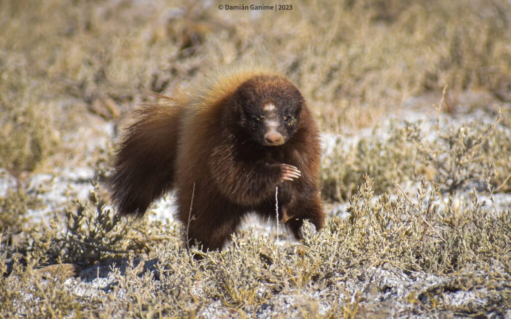 chingue (Conepatus chinga). Créditos: ©Damián Ganime
