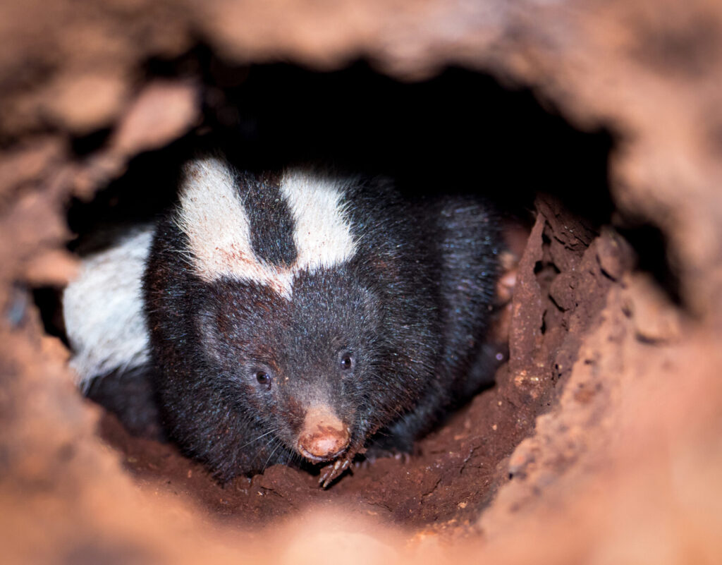 chingue (Conepatus chinga). Créditos: ©Daniel Stange