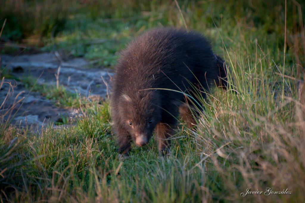 chingue (Conepatus chinga). Créditos: ©Javier González