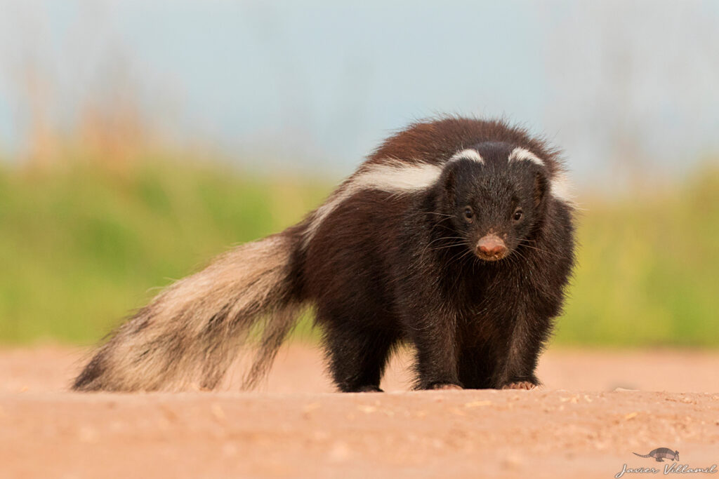 chingue (Conepatus chinga). Créditos: ©Javier Villamil