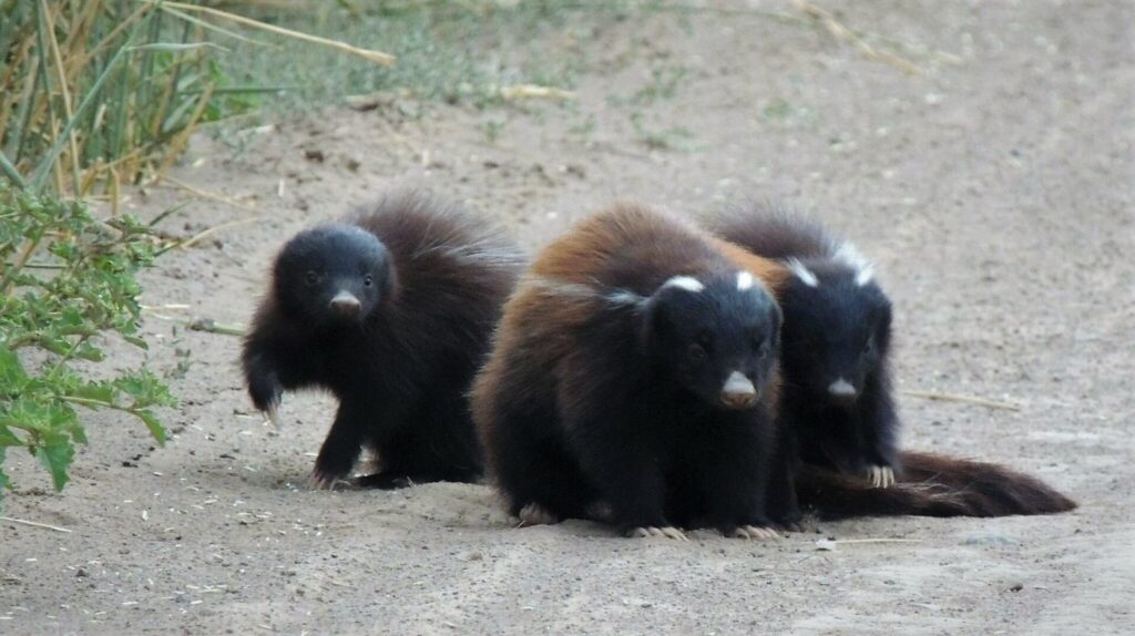 chingue (Conepatus chinga). Créditos: ©Pablo Alejandro Pla