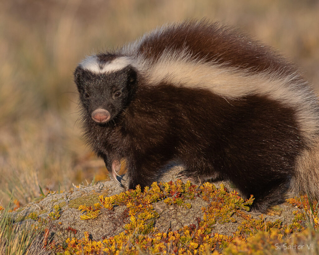 chingue (Conepatus chinga). Créditos: ©Sebastián Saiter V.