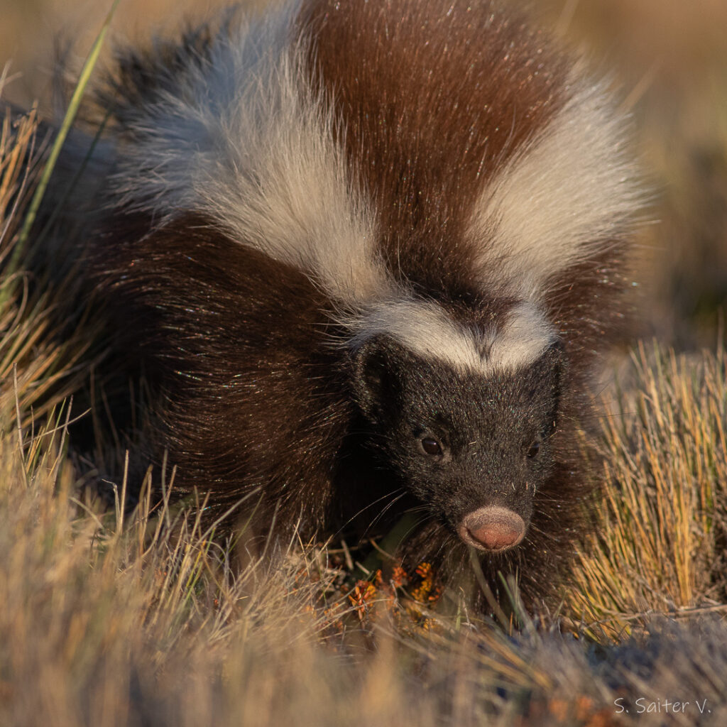 chingue (Conepatus chinga). Créditos: ©Sebastián Saiter V.