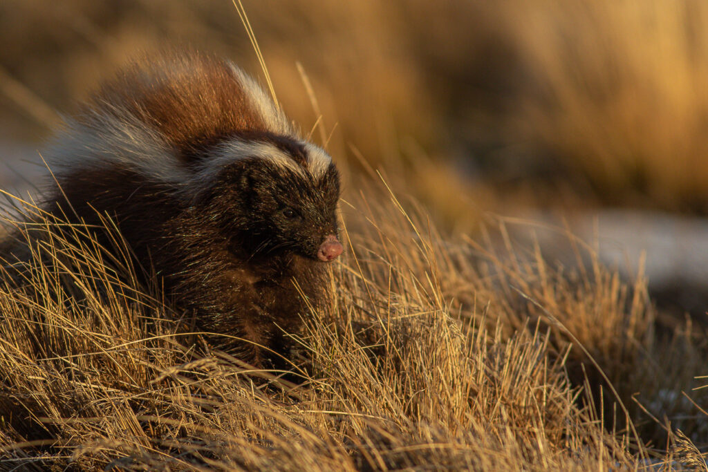 chingue (Conepatus chinga). Créditos: ©Sebastián Saiter V.