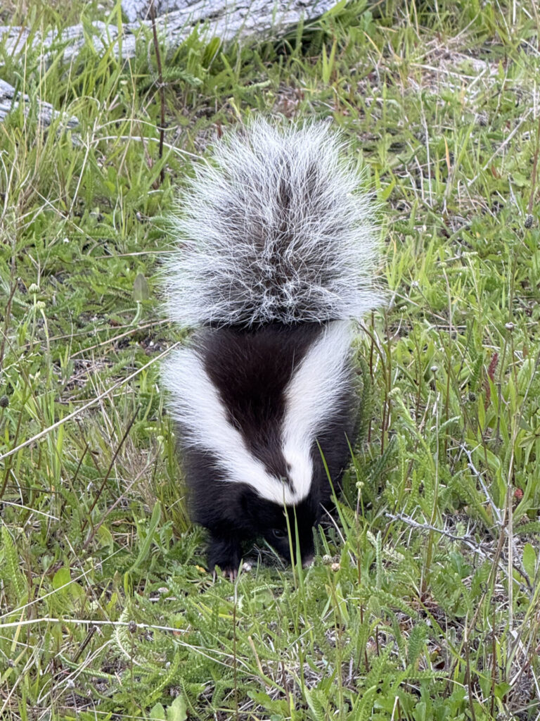 chingue (Conepatus chinga). Créditos: ©Tamara Núñez
