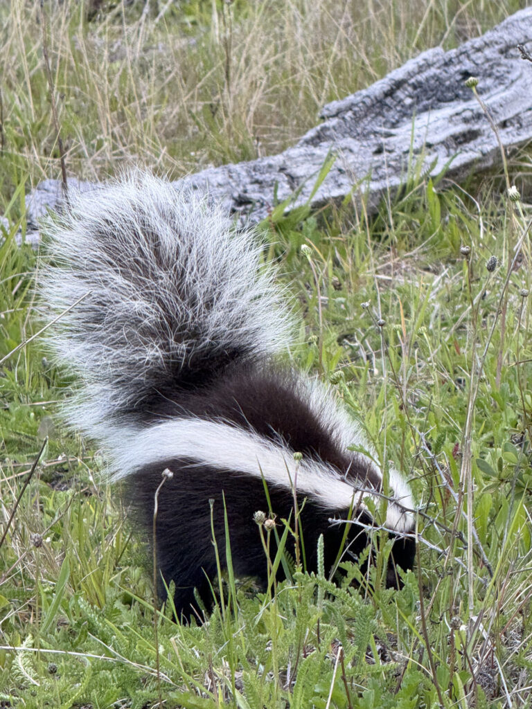 chingue (Conepatus chinga). Créditos: ©Tamara Núñez