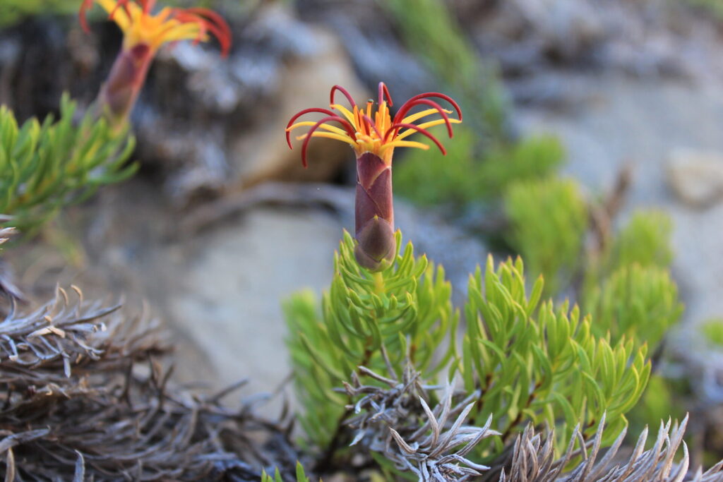 Mutisia linearifolia, clavel de campo. © Christian Esteban Valdés Reyes