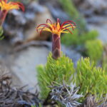 Mutisia linearifolia, clavel de campo. © Christian Esteban Valdés Reyes