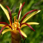 Mutisia linearifolia, clavel de Campo © Joey Santore