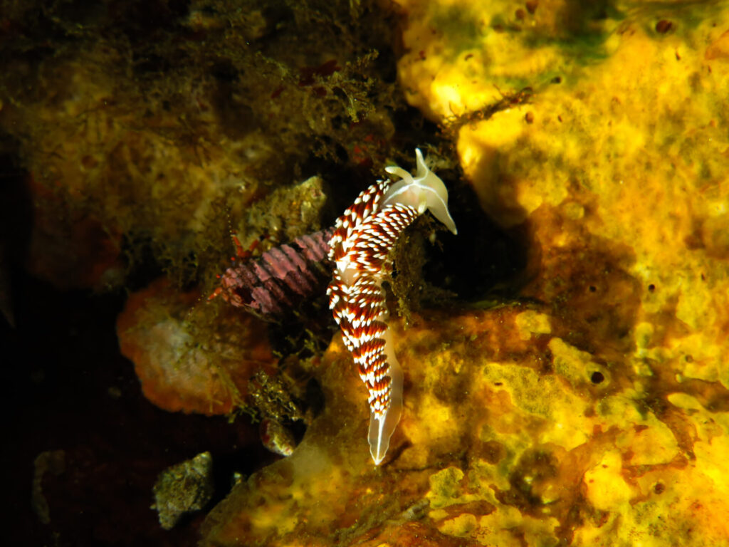 Colores y formas del refugio marino de Zapallar. Crédito Marina Alfaya.